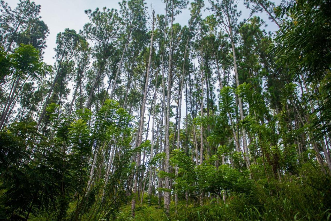 Ella Forest Paradise Hotel Ngoại thất bức ảnh